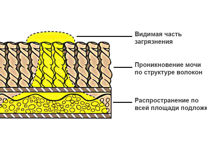 Моча чем пахнет