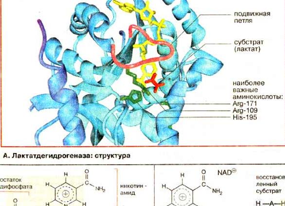 Лактатдегидрогеназа что это такое
