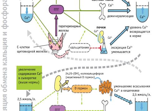 Кровь на кальцитонин