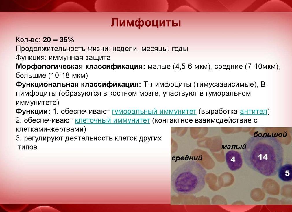 Как лимфоциты обозначаются в анализе крови