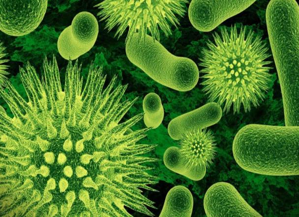 Бактериальная инфекция что это такое