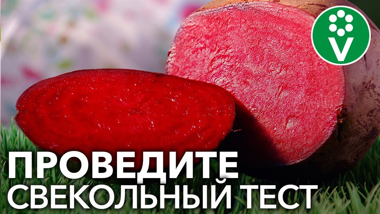 Моча от свеклы