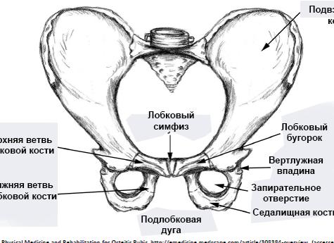 Лобковый симфиз что это такое Лобковый симфиз что это такое