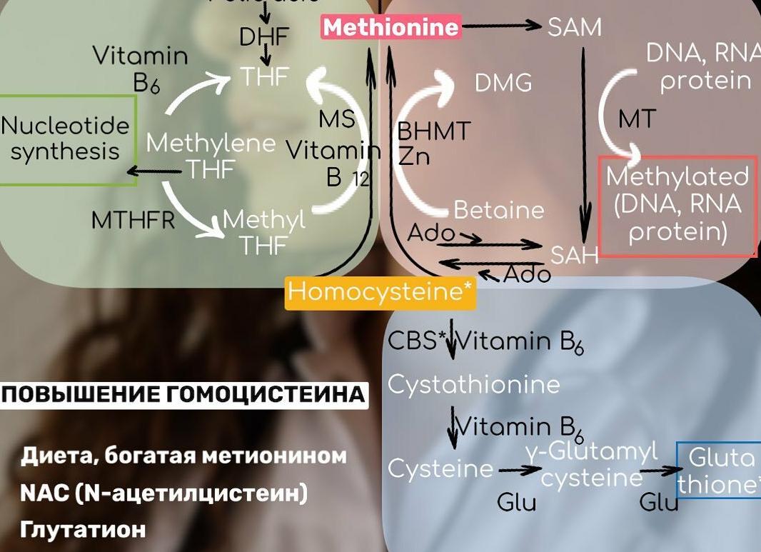 Гомоцистеин понижен что это значит