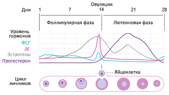 Лютеиновая фаза прогестерон норма на 21 день цикла