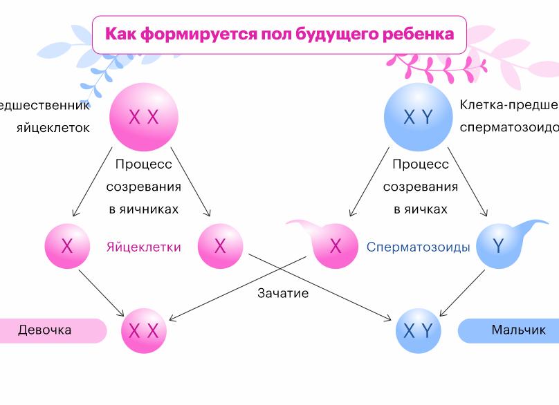 Как формируется пол ребенка Как формируется пол ребенка