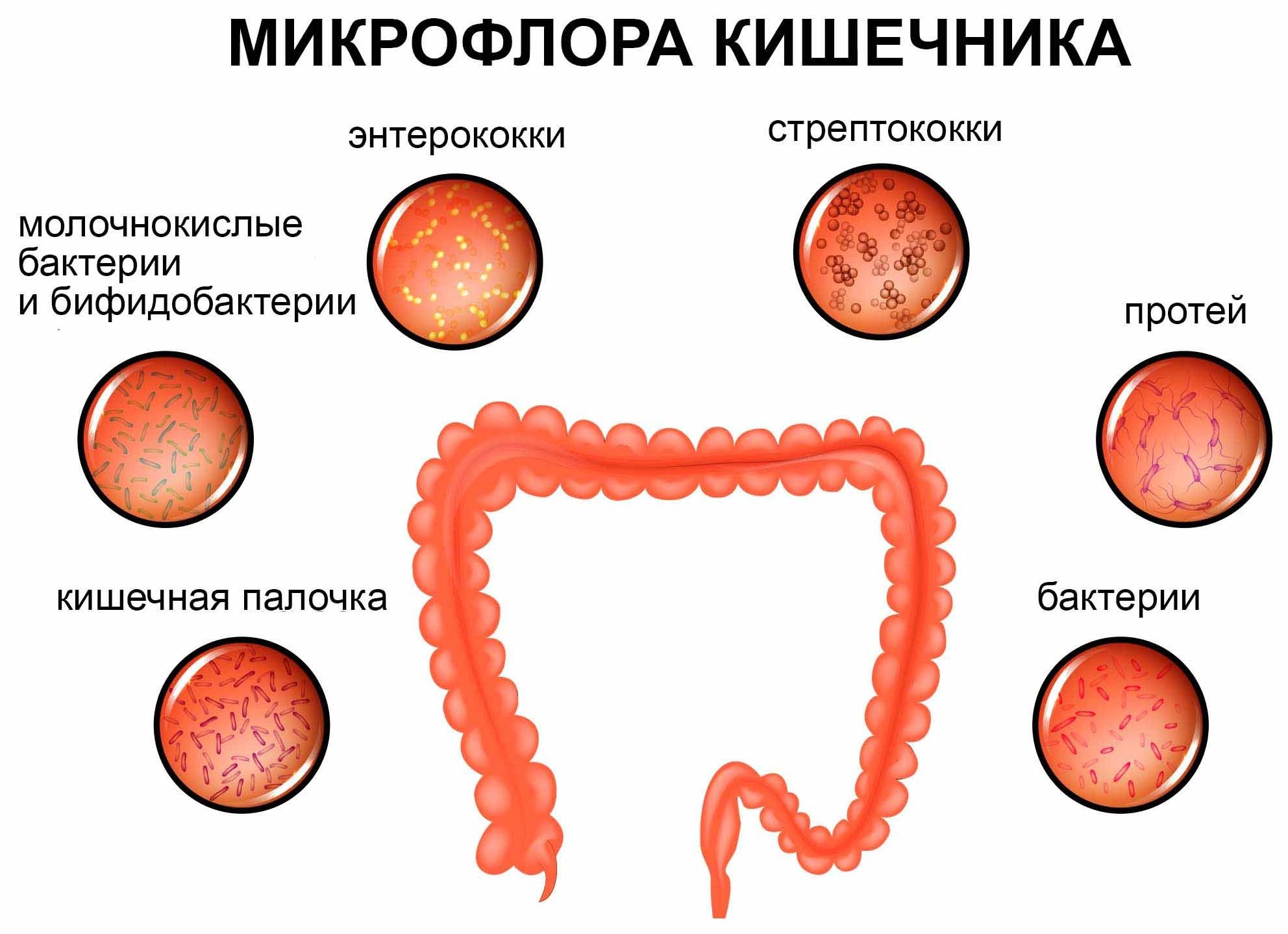 Энтерококки у грудничка в кале