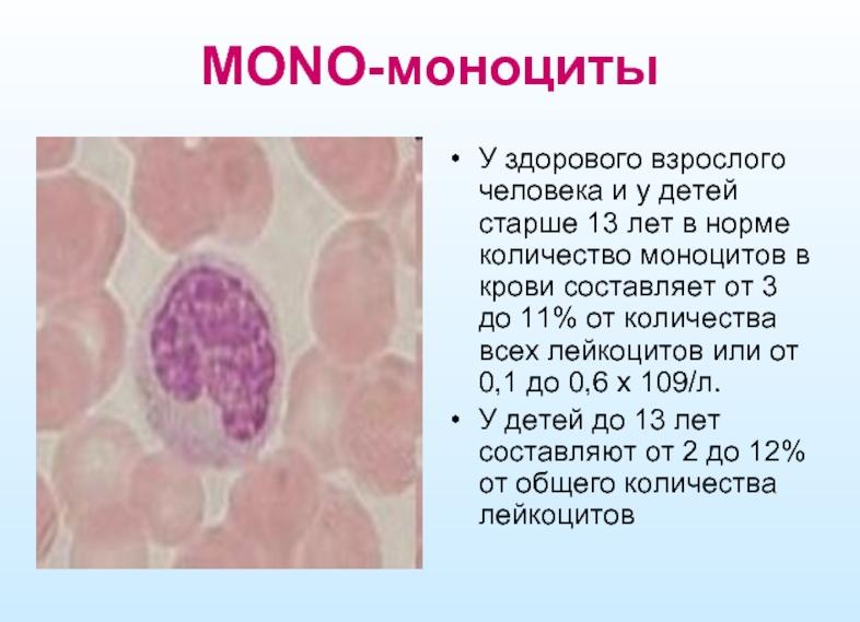 Что показывают в крови моноциты