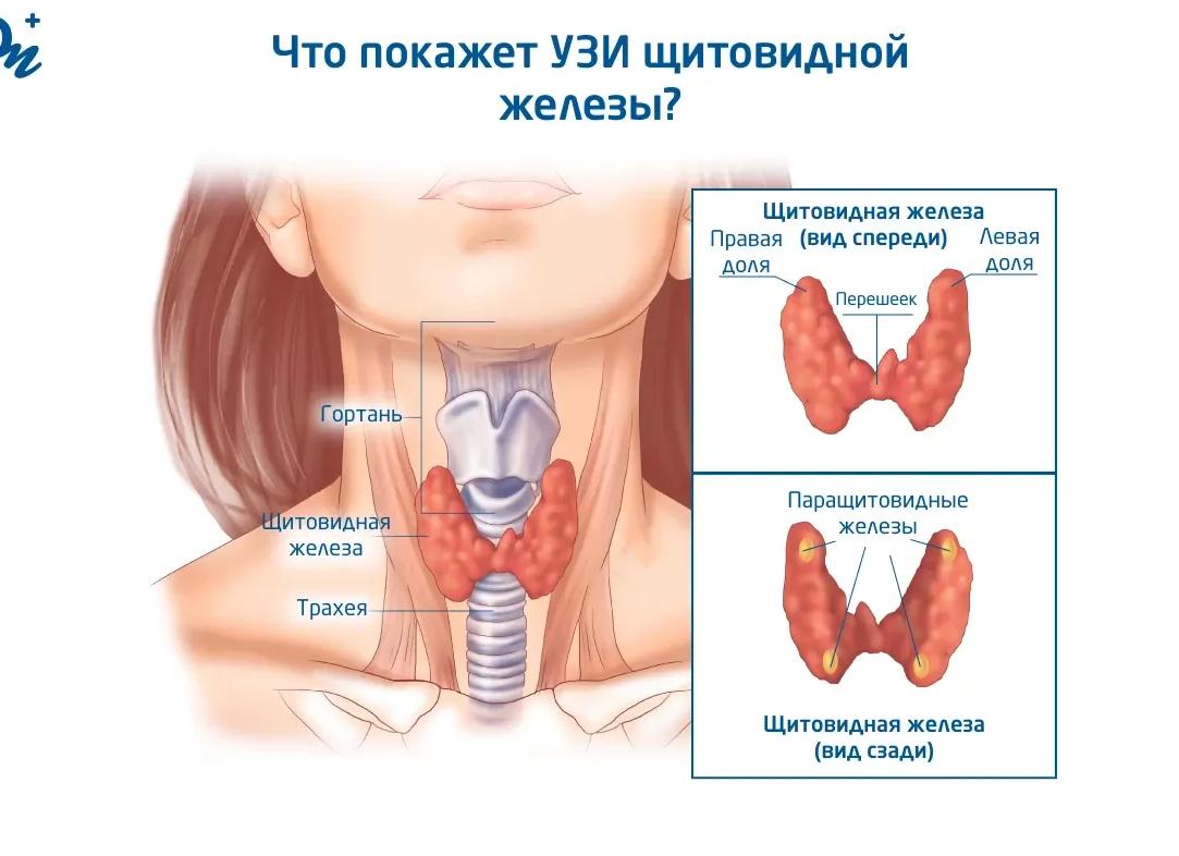 Что показывает узи щитовидной железы у женщин