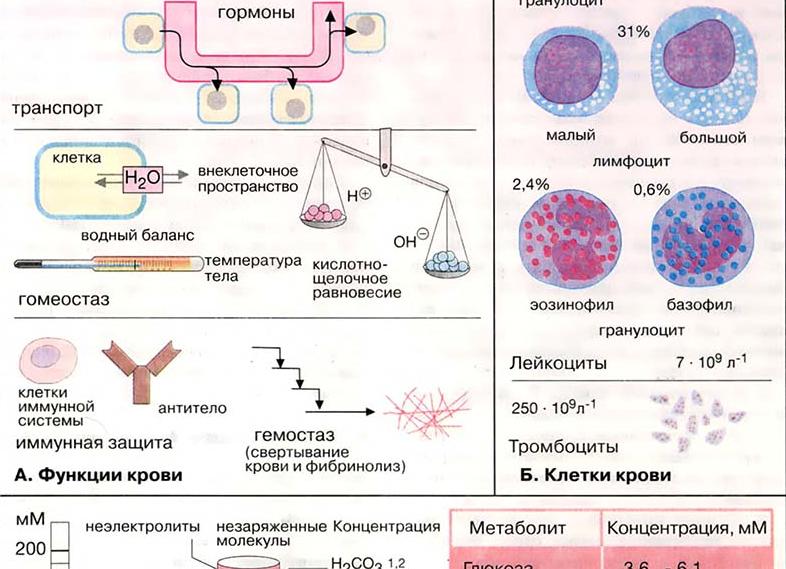 Белок плазмы крови называется
