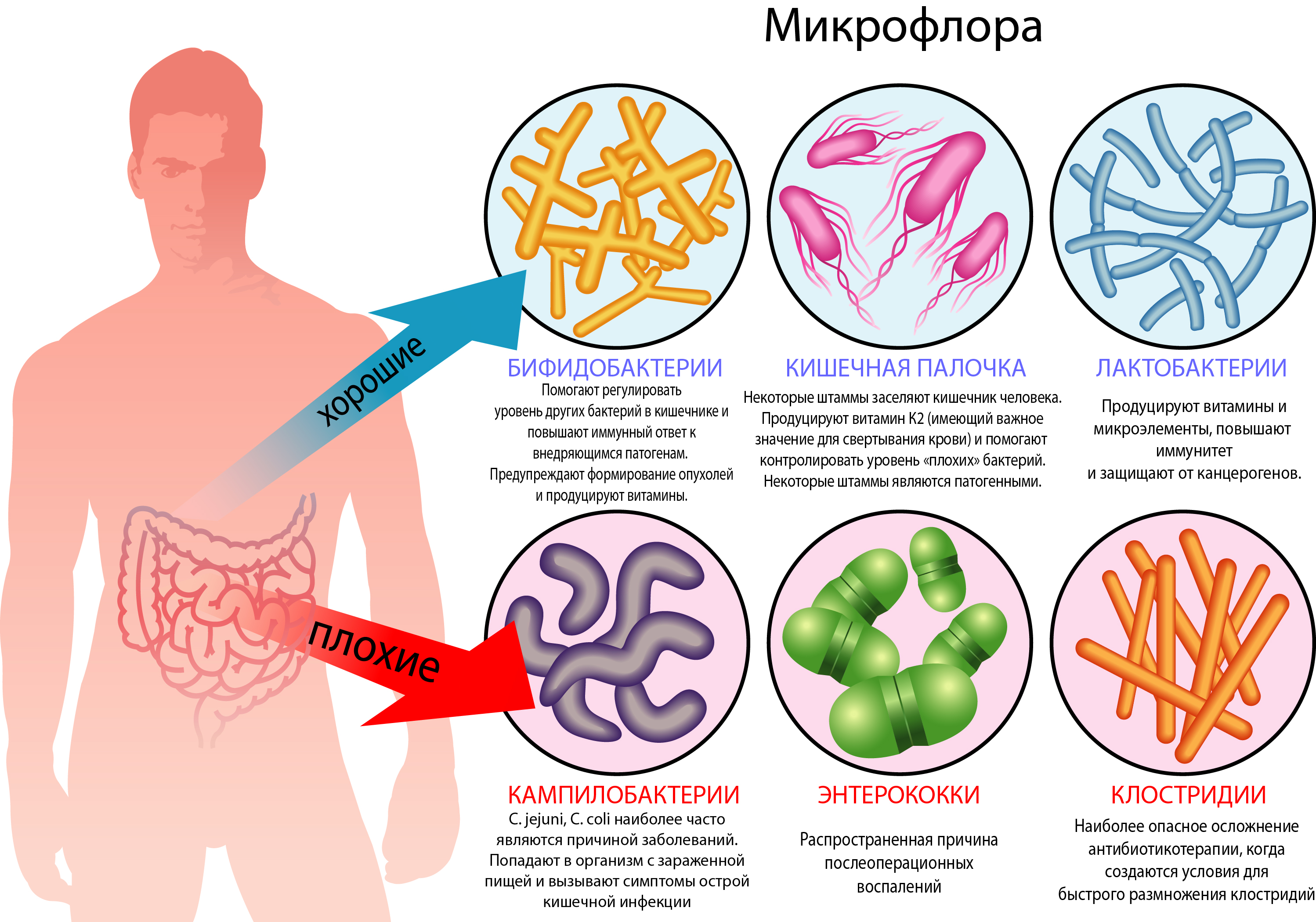 Микрофлора организма человека