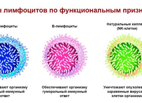 Лимфоциты как понизить