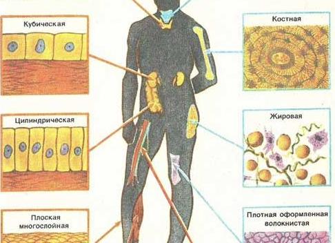 Костная ткань строение и функции таблица