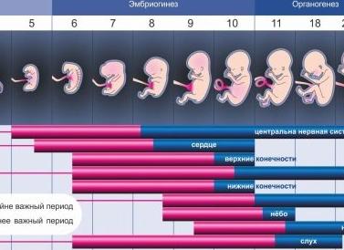 Когда формируется пол ребенка в утробе Когда формируется пол ребенка в утробе