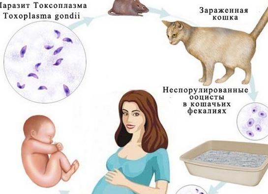 Как провериться человеку на токсоплазмоз Как провериться человеку на токсоплазмоз