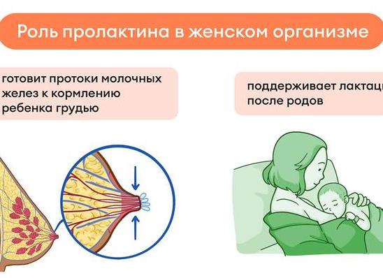 Анализ крови на пролактин что это