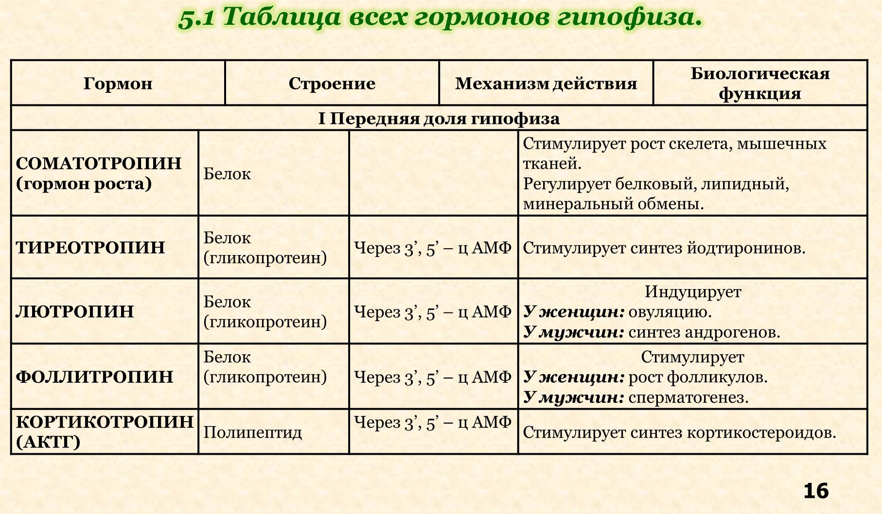 Гормоны человека и их функции таблица