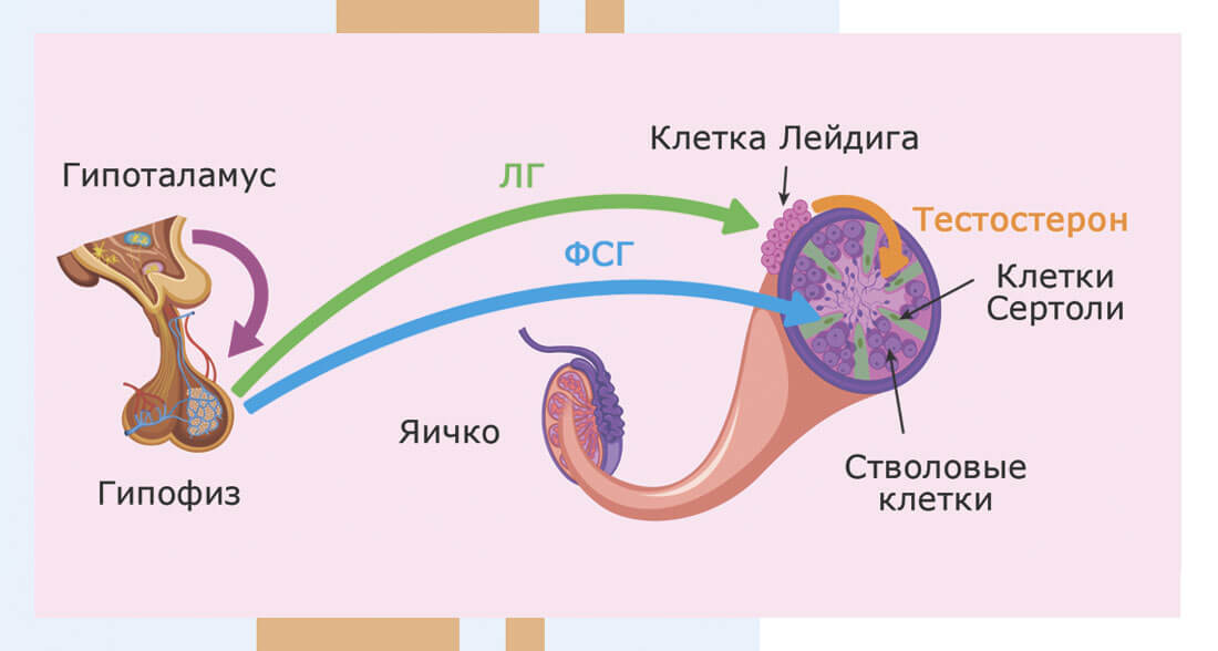 Лг фсг пролактин