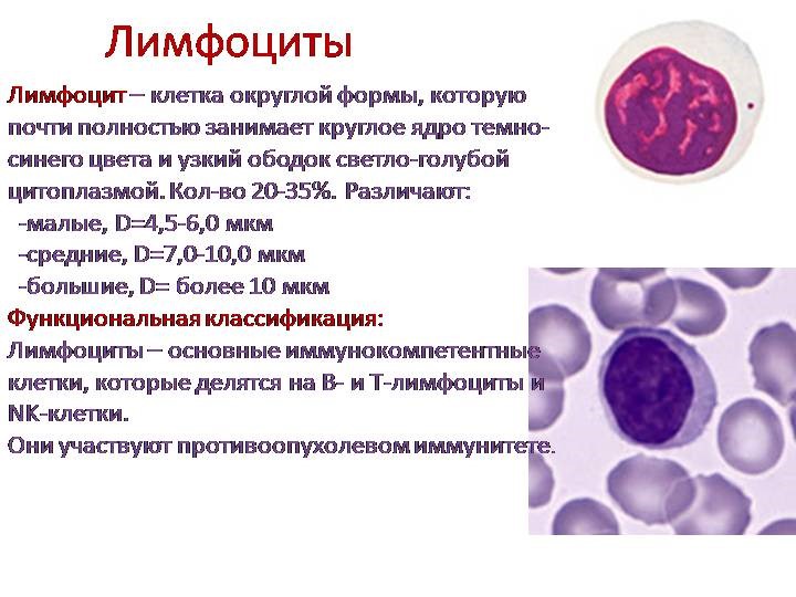 Лимфоциты что это