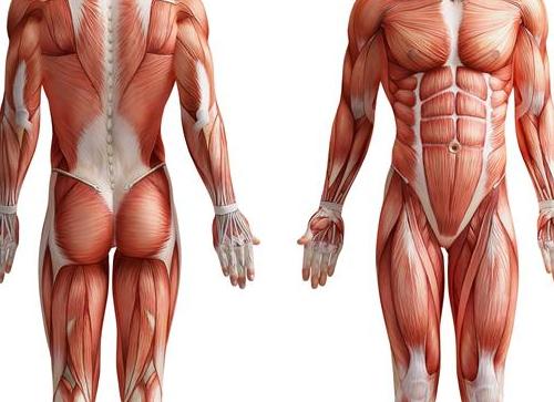 Мягкие ткани человека