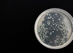 Молоко на стерильность как сдавать