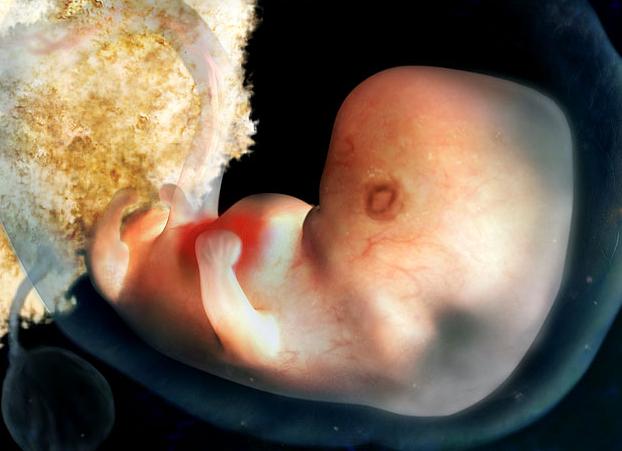 Когда на узи определяется сердцебиение плода