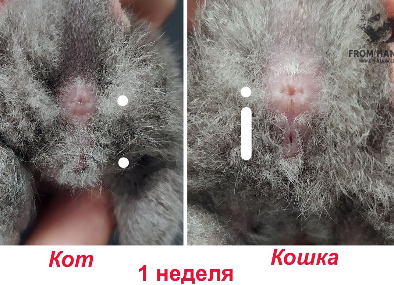 Как узнать мальчик или девочка кот