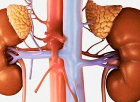 Как проверить надпочечники у женщин какие сдать анализы Как проверить надпочечники у женщин какие сдать анализы