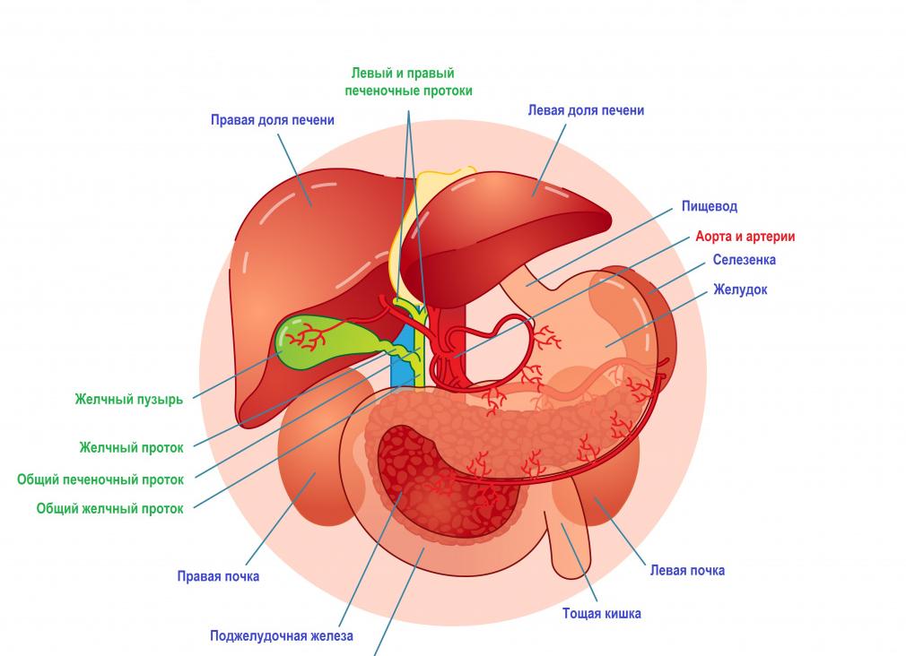 Горечь во рту и болит правый бок