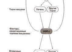 Гипоталамус гормон роста