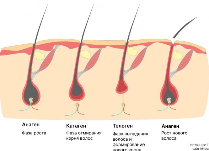 Щитовидка и выпадение волос Щитовидка и выпадение волос