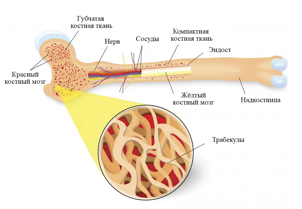 Компактная костная ткань