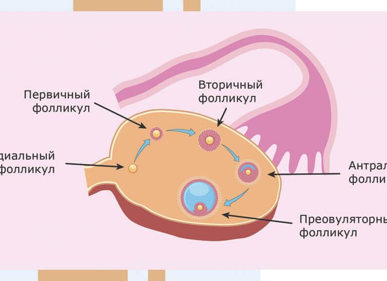 Фсг как повысить