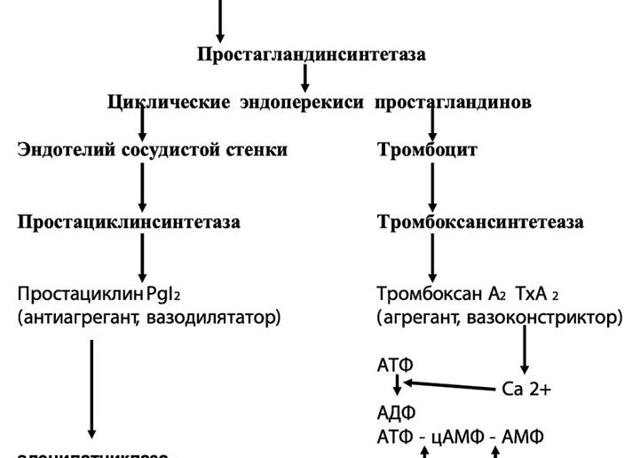 Что входит в гемостаз