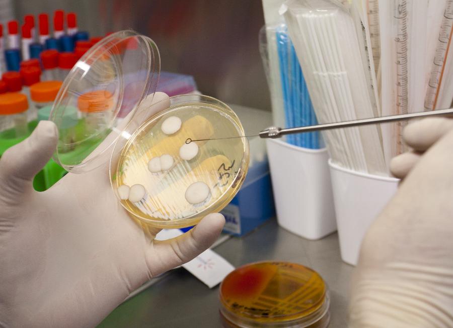 Бакпосев что это