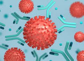 Антитела к пероксидазе щитовидной железы выше нормы