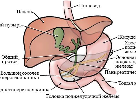 Анализ сока поджелудочной железы