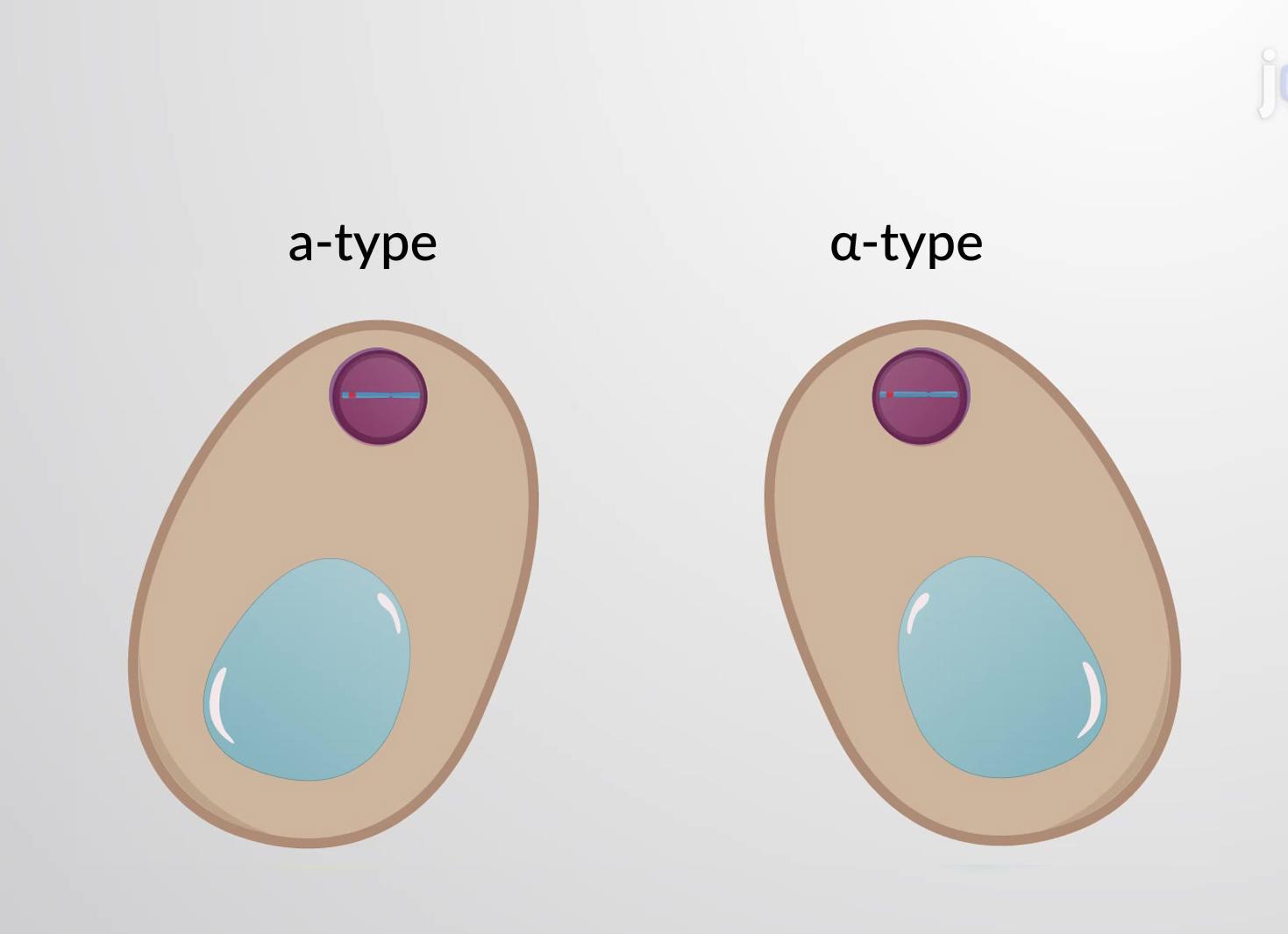 Альфа протеин что это такое