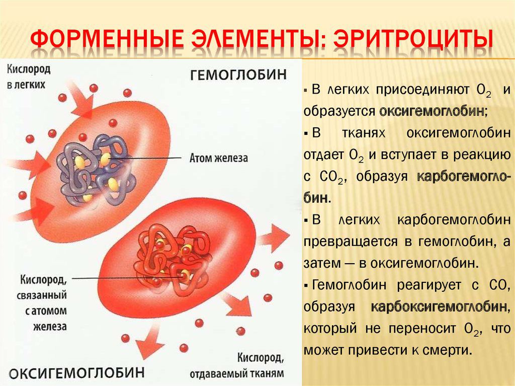 Какую функцию выполняет гемоглобин