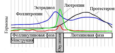 Лютеинизирующий гормон что это такое