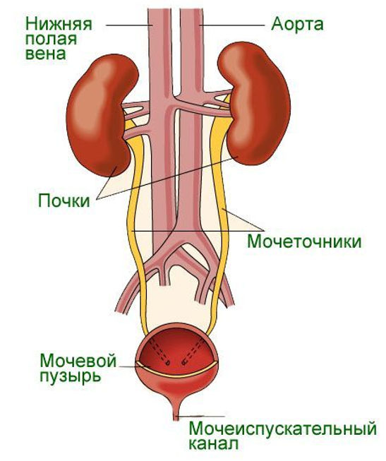 Мочевыводящая система женщины