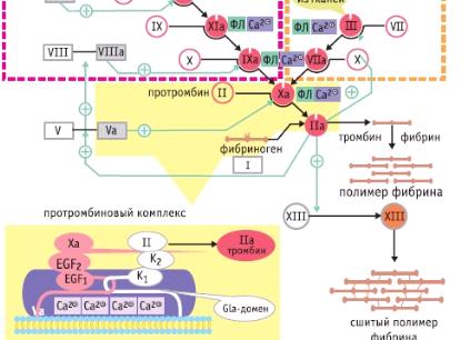 Как сдавать фибриноген