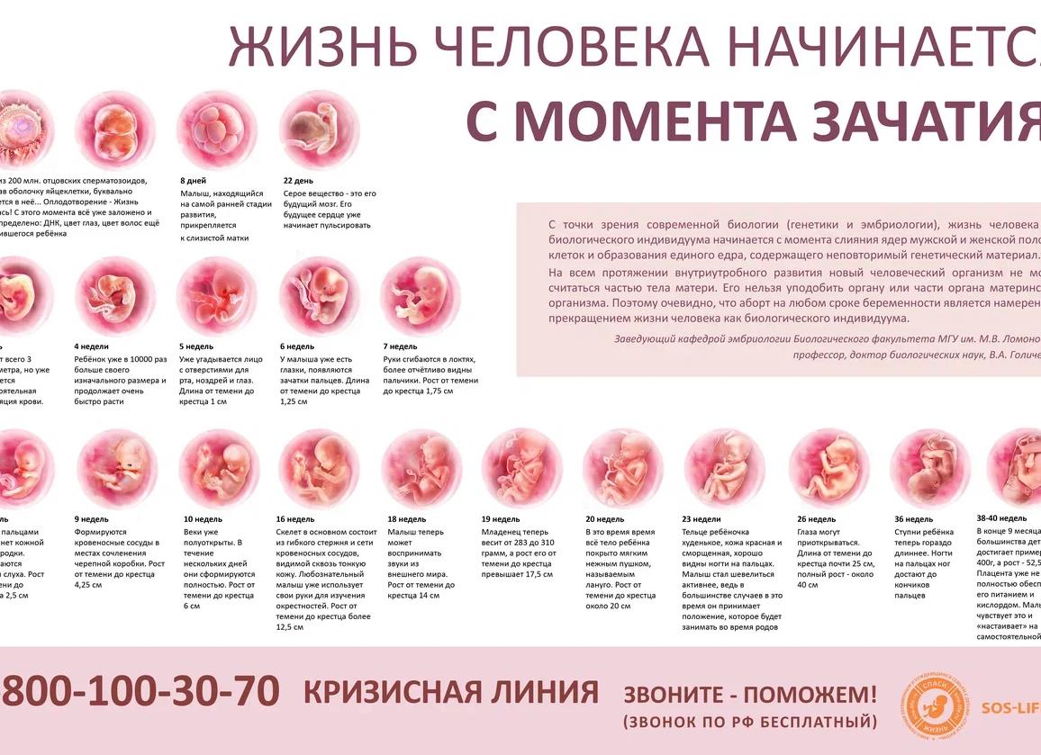 Формирование органов у плода по неделям