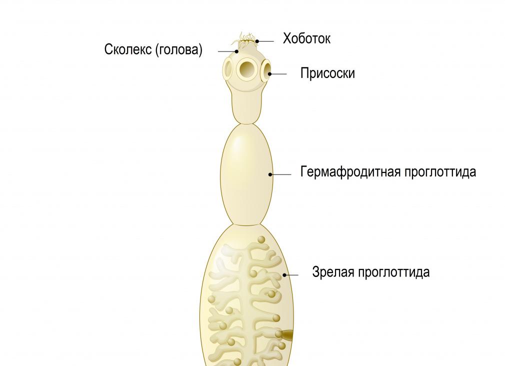 Эхинококкоз что это такое