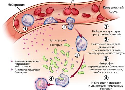 Что означает лейкоциты