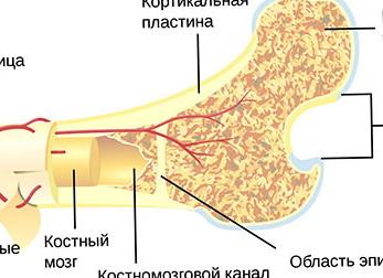 Какое строение имеет костная ткань