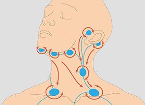 Лимфоциты повышены у взрослого причины Лимфоциты повышены у взрослого причины
