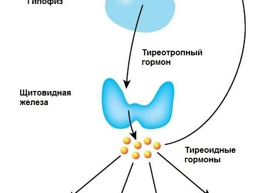 Кровь на ттг натощак или нет