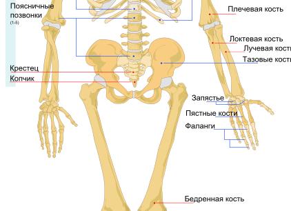 Костная ткань человека