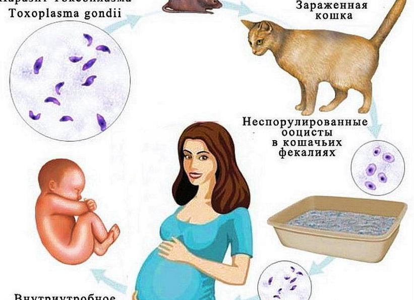 Как определить токсоплазмоз